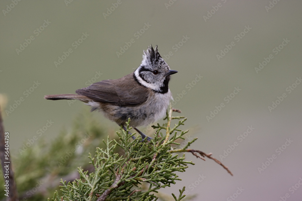Fototapeta premium Crested tit, Parus cristatus