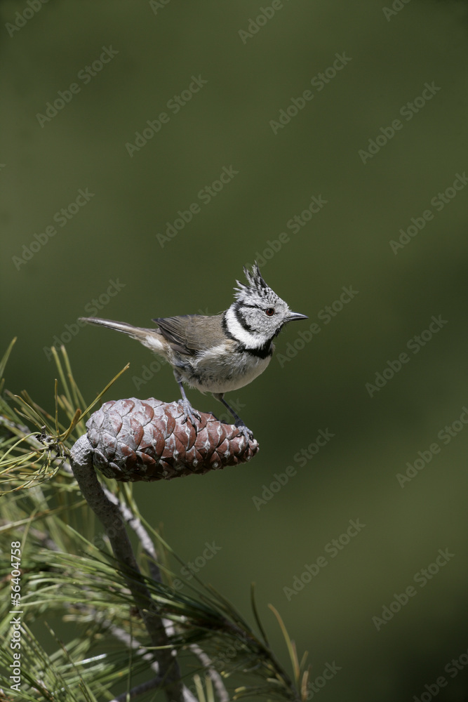 Fototapeta premium Crested tit, Parus cristatus