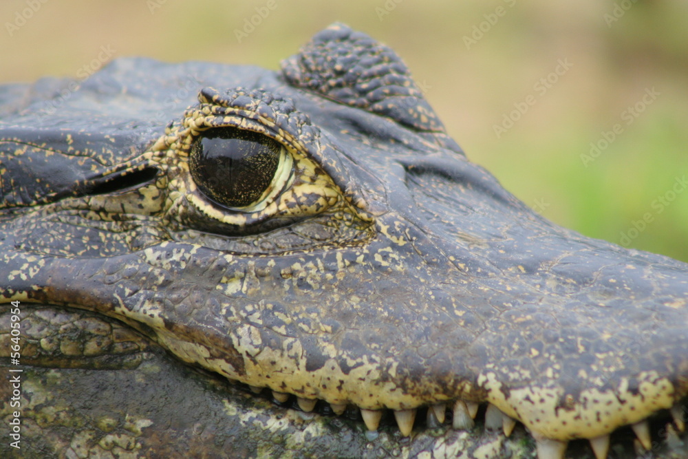 Obraz premium W oku kajmana