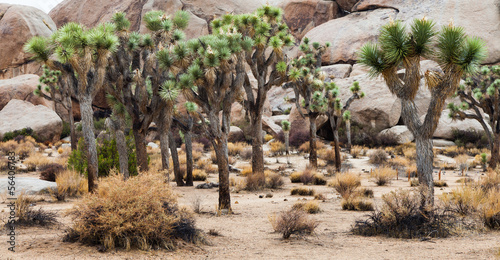 Joshua Tree