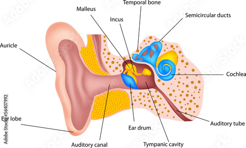 Human ear anatomy