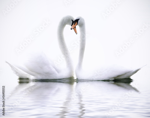 Fotografie, Obraz Love Swans