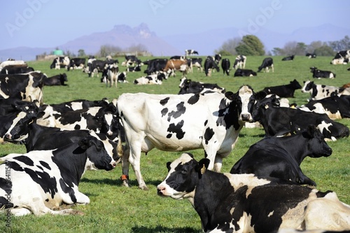 Holstein Cattle waiting to be milked on a dairy farm photo
