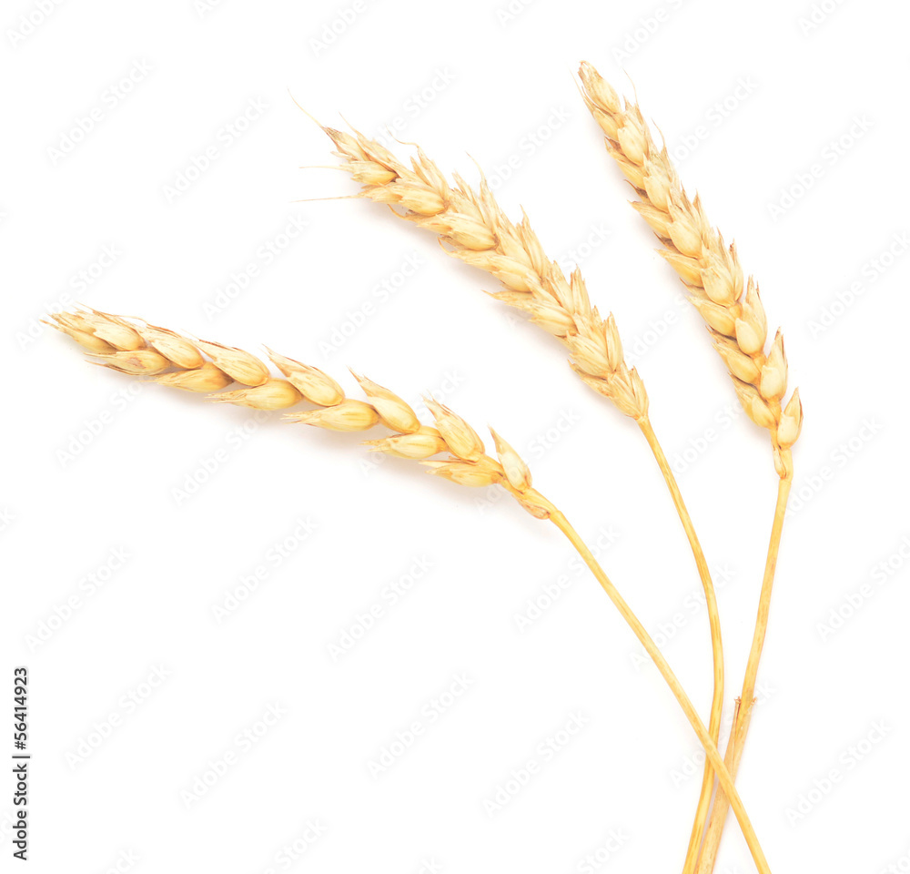 wheat ears wheat ears
