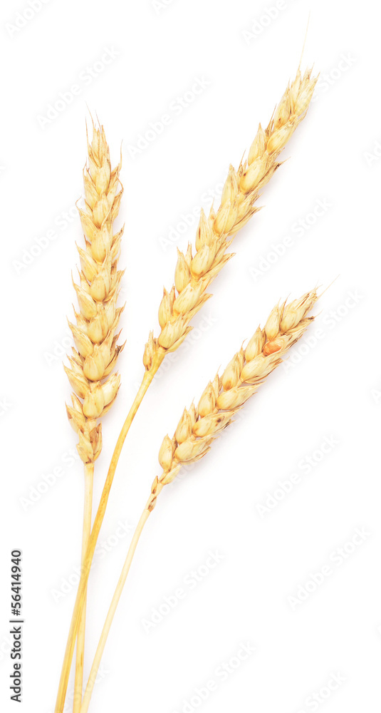 wheat ears