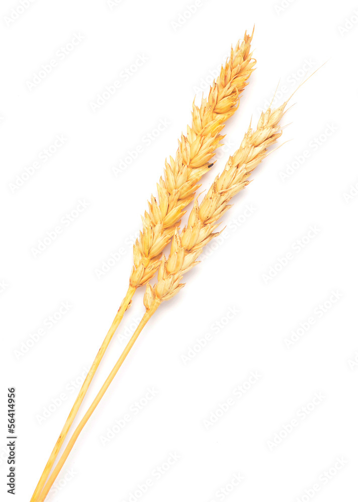 wheat ears