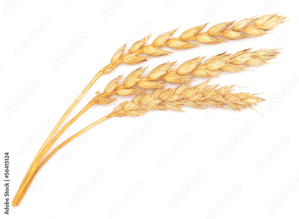 ripe wheat ripe wheat