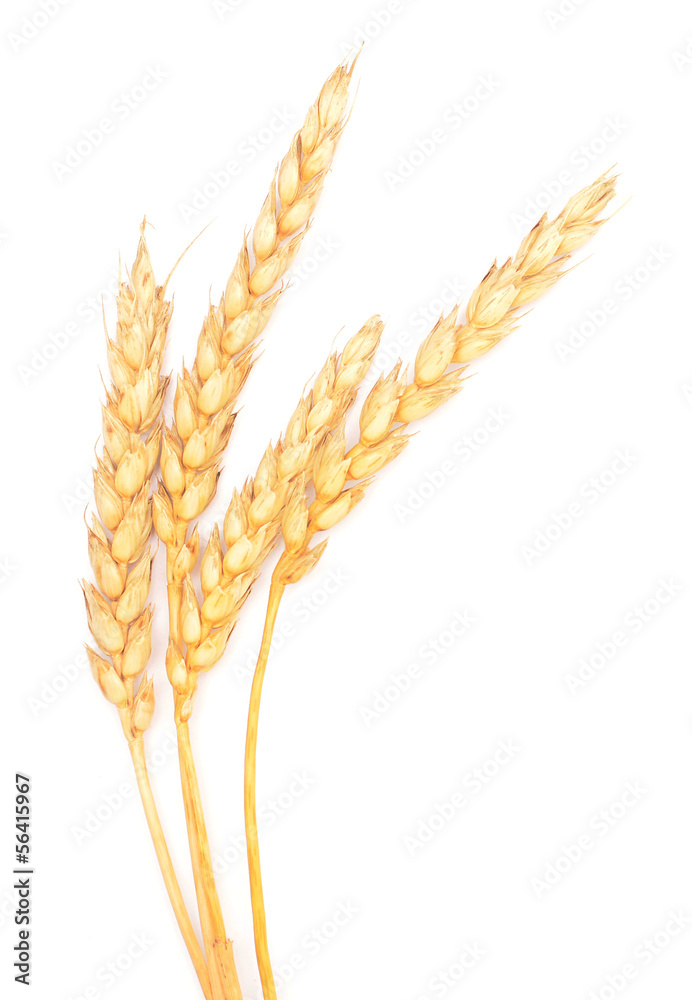 wheat ears wheat ears