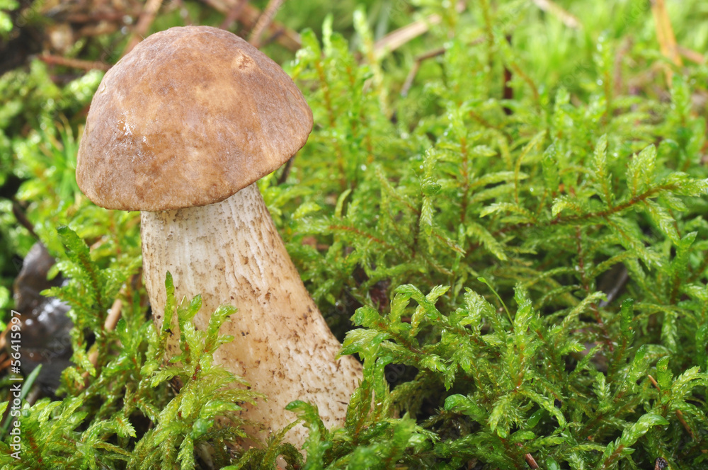 mushrooms in moss mushrooms in moss