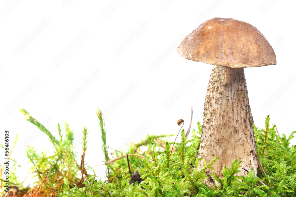 mushroom in moss mushroom in moss