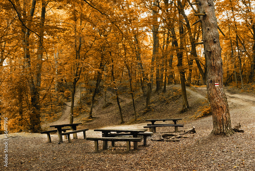 Autumn camp