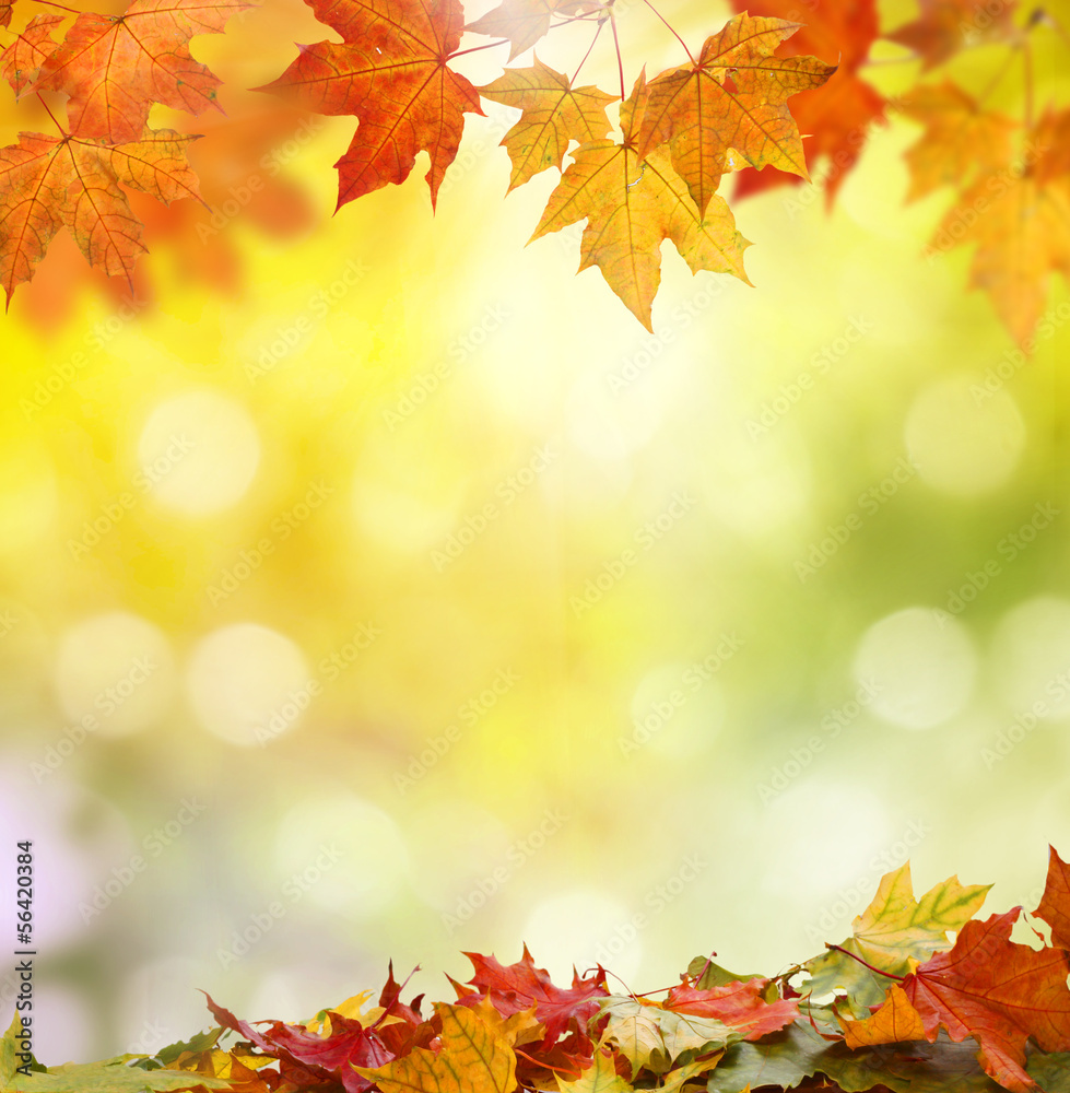 Obraz premium autumn background