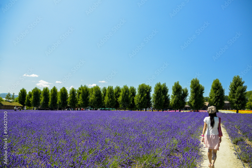 Obraz premium Walk in Lavender garden