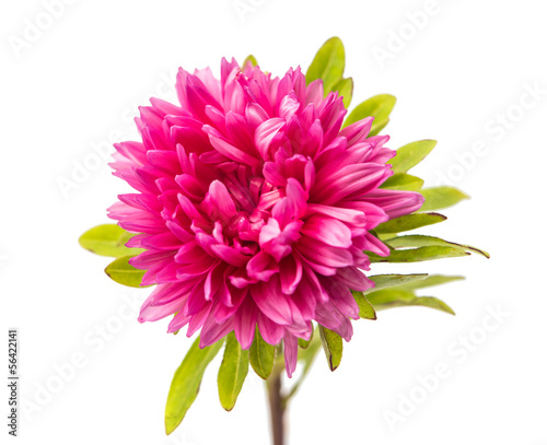 Fototapeta Naklejka Na Ścianę i Meble -  pink aster isolated