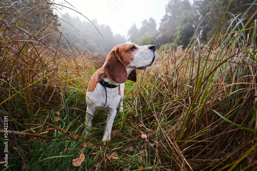 beagle in forest photo