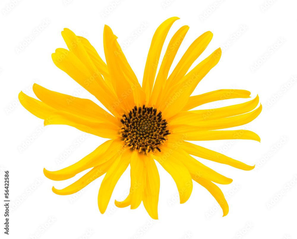 yellow flower isolated