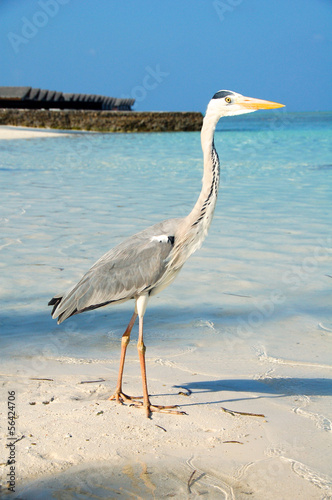 Bild auf Leinwand Grey heron on a beach in the Maldives, sea behind
