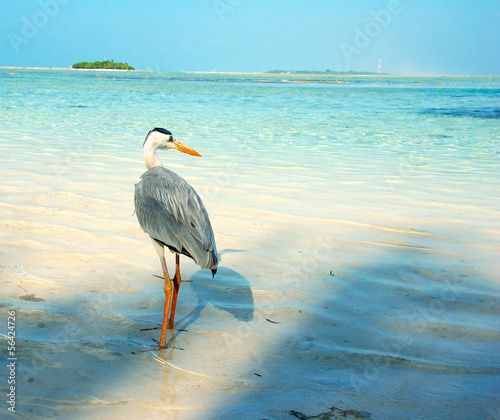 фотографія Grey heron on a beach in the Maldives, sea behind