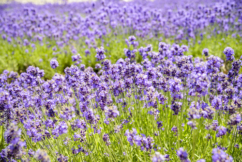 Plenty Lavender in the field1