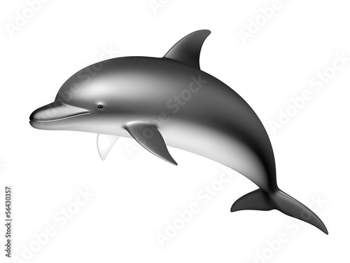 Dolphin on a white background