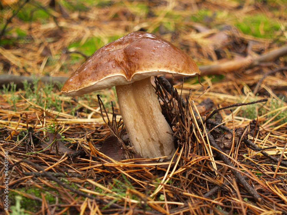 Boletus edulis with rain drops in the autumn forest Boletus edulis with rain drops in the autumn forest