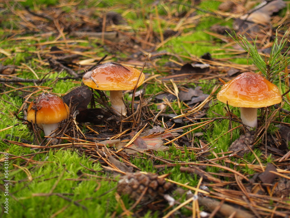 Boletus edulis with rain drops in the autumn forest Boletus edulis with rain drops in the autumn forest