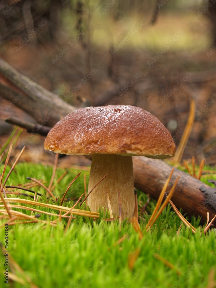 Boletus edulis with rain drops in the autumn forest Boletus edulis with rain drops in the autumn forest