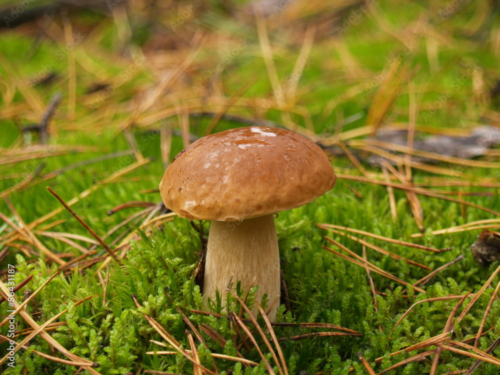 Boletus edulis with rain drops in the autumn forest Boletus edulis with rain drops in the autumn forest