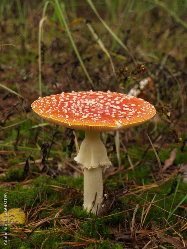 Fly-agaric with rain drops in the autumn forest Fly-agaric with rain drops in the autumn forest