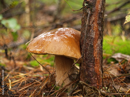 Boletus edulis with rain drops in the autumn forest