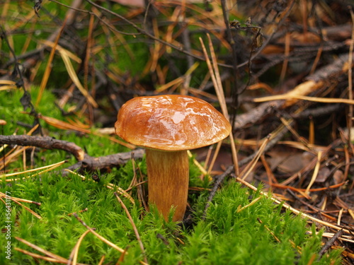 Boletus edulis with rain drops in the autumn forest