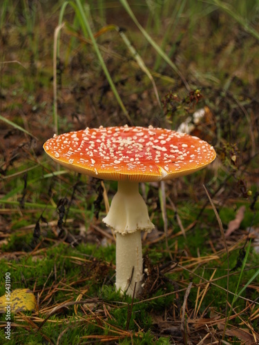 Fly-agaric with rain drops in the autumn forest