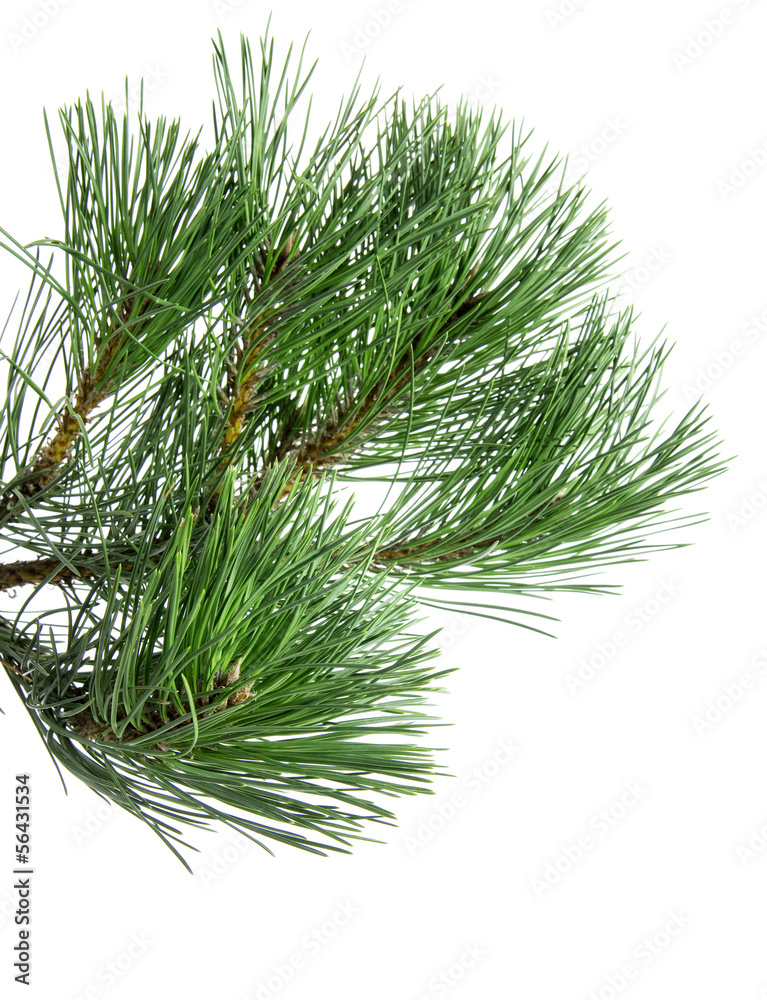 Close up of pine tree branch isolated on white Close up of pine tree branch isolated on white