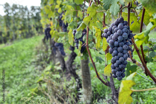 grapes on the vine