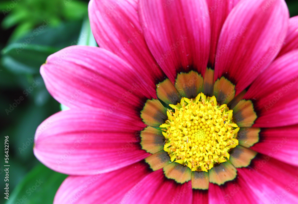 Pink flower close up