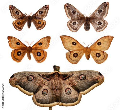 Collection of European Emperor Moths. photo