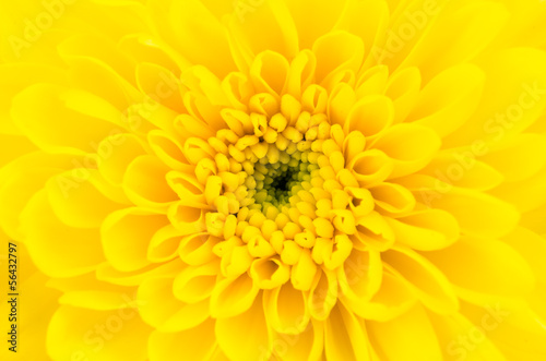 Yellow flower