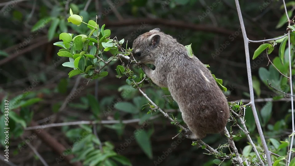 Yellow-spotted rock hyrax, Nairobi National Park Yellow-spotted rock hyrax, Nairobi National Park