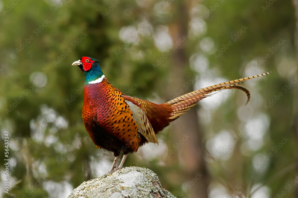 Fototapeta premium The Cock Pheasant (Phasianus colchicus) on top