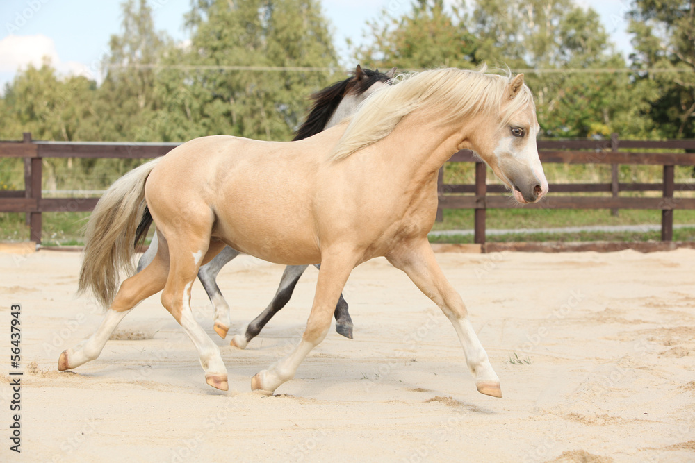 Obraz premium Two gorgeous stallions running together