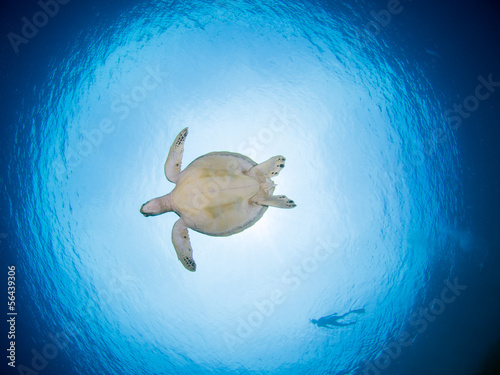 Green turtle underwater