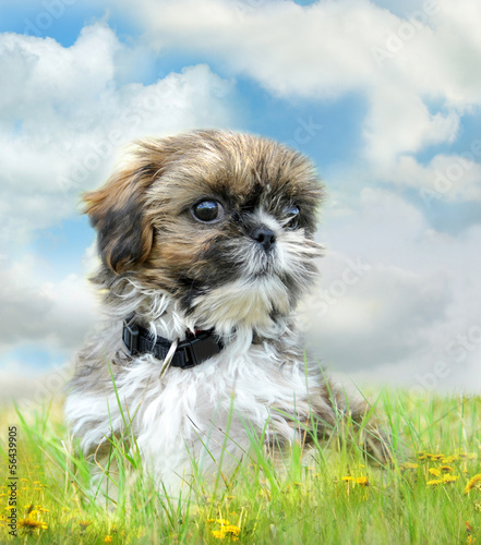 Obraz na plátně Shih tzu puppy sitting on grass