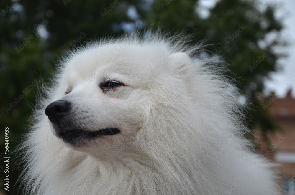Japanese Spitz dog close-up Japanese Spitz dog close-up