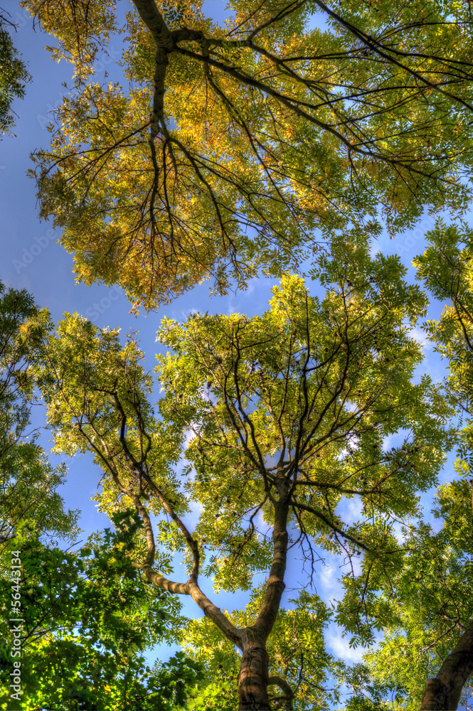 Obraz premium Trees branches with leaves, Mainz, Rheinland-Pfalz, Germany