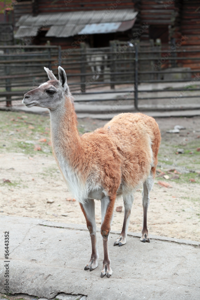Lama Guanaco