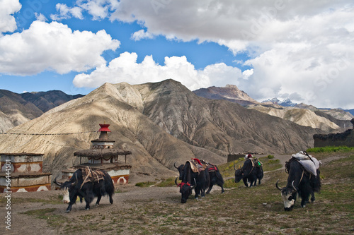 Mountain landscape and caravan of yaks in Dolpo, Nepal photo