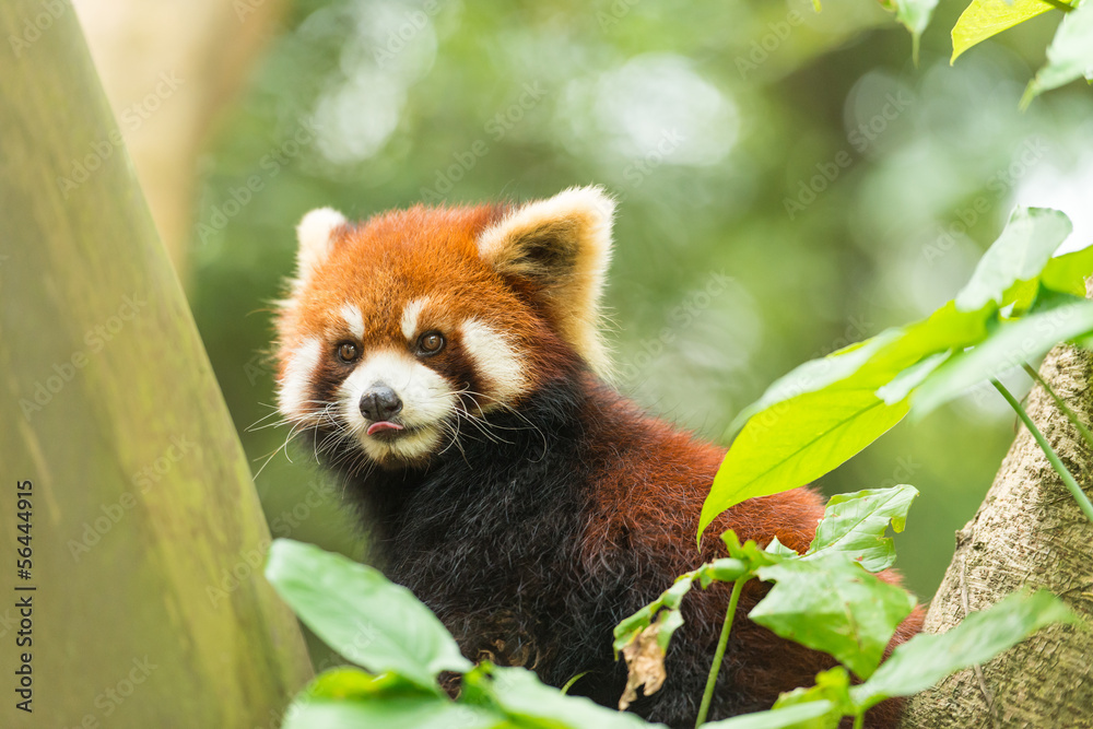 Naklejka premium Ailurus fulgens