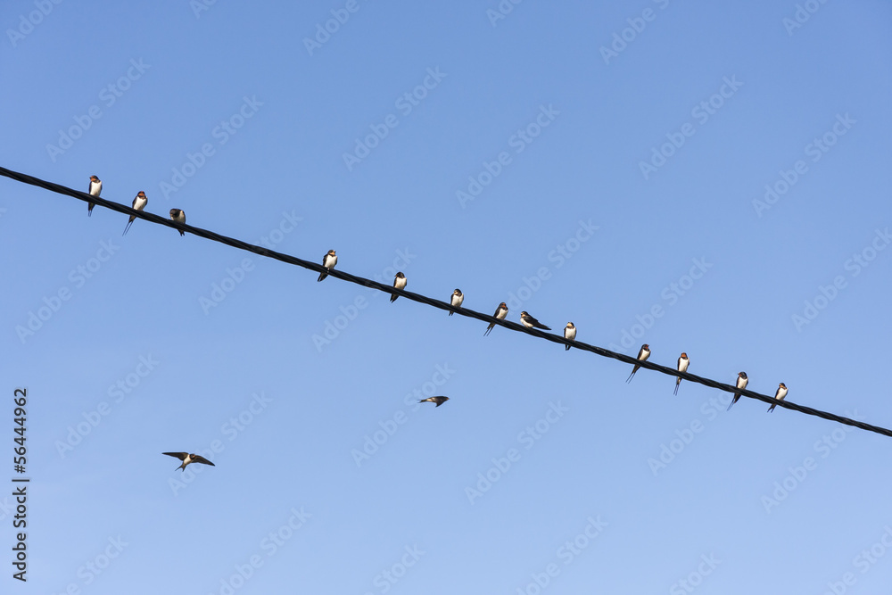 Swallows on cable Swallows on cable