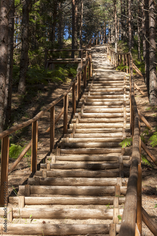 Wooden stairs in forest