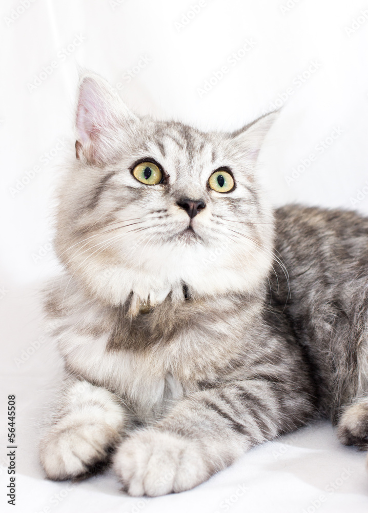Persian Persian